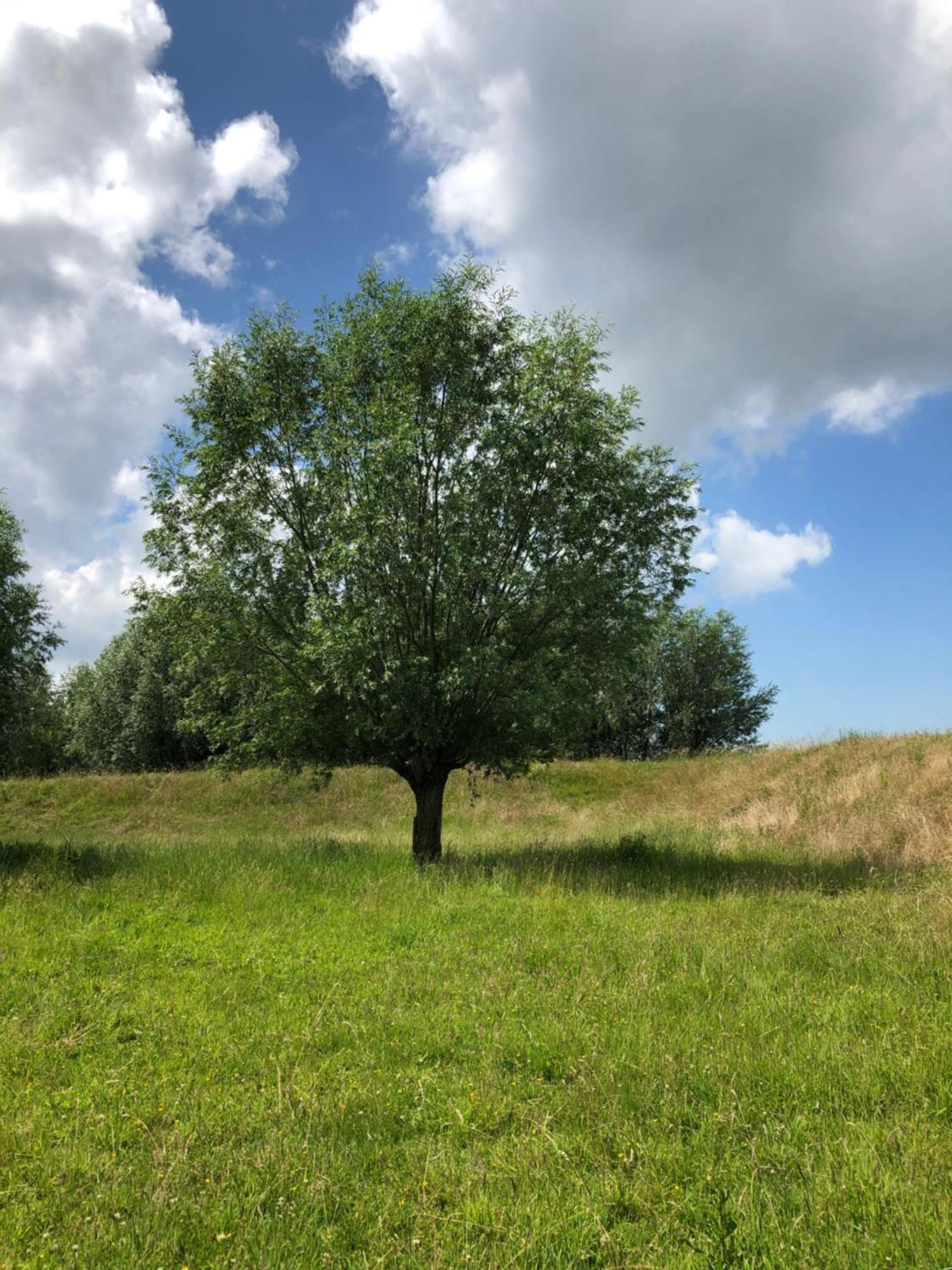B&B De Tol Hulst Zewnętrze zdjęcie